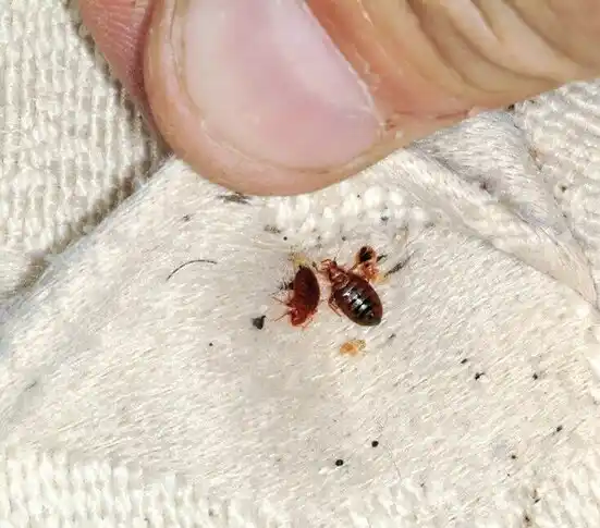 pest control Vincent